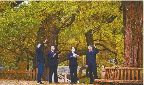 ��ʷֽ����ϵġ�����������